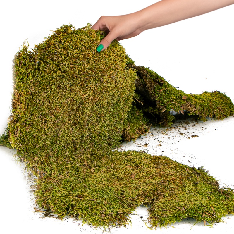 Terrario Shadow Forest Moss - natural moss 35x28cm